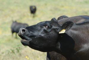 Maternal Might, Longevity and Weaning Ratios