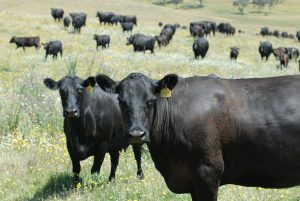 Beef Cattle Breeding Programs