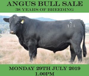 2019 Dulverton Angus Sale