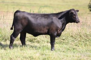 Chap’s Chatter on the 2021 Female Sale