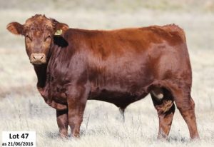 2016 Central Highlands Angus & Brangus Bull sale