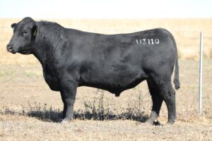 NEW SIRE Landfall Pacific U3110