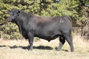 DULVERTON VALHALLA V088 – LOT 3